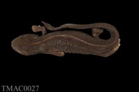 藏品(紅腹蠑螈)的圖片